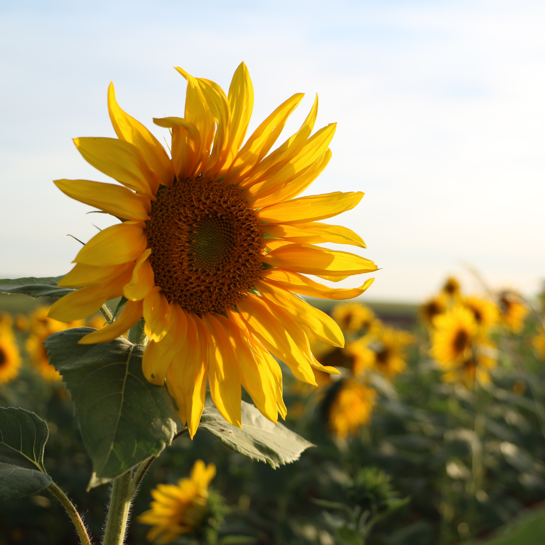 Soothing Eczema in the Summer