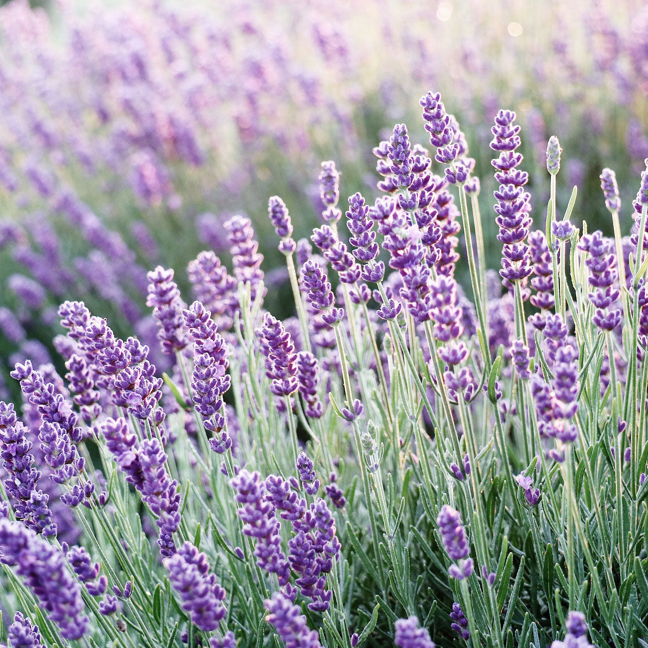 The Many Benefits of Using Lavender Oil