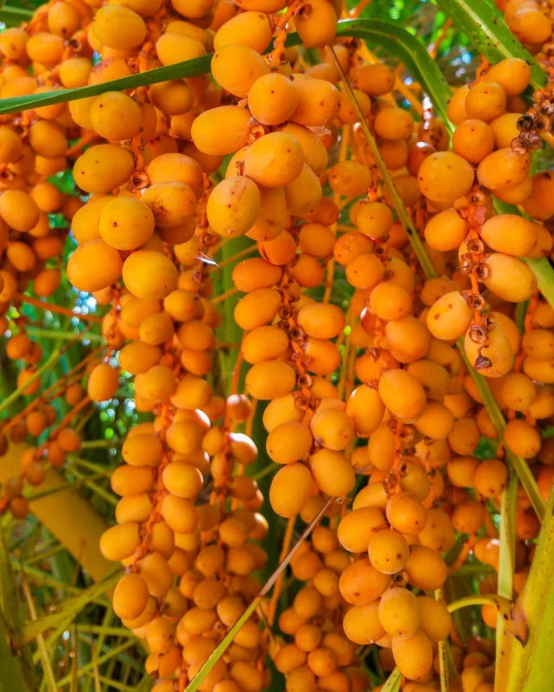 Packed with Essential Fatty Acids