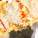 Close-up of honeycomb with bees on a blurred background