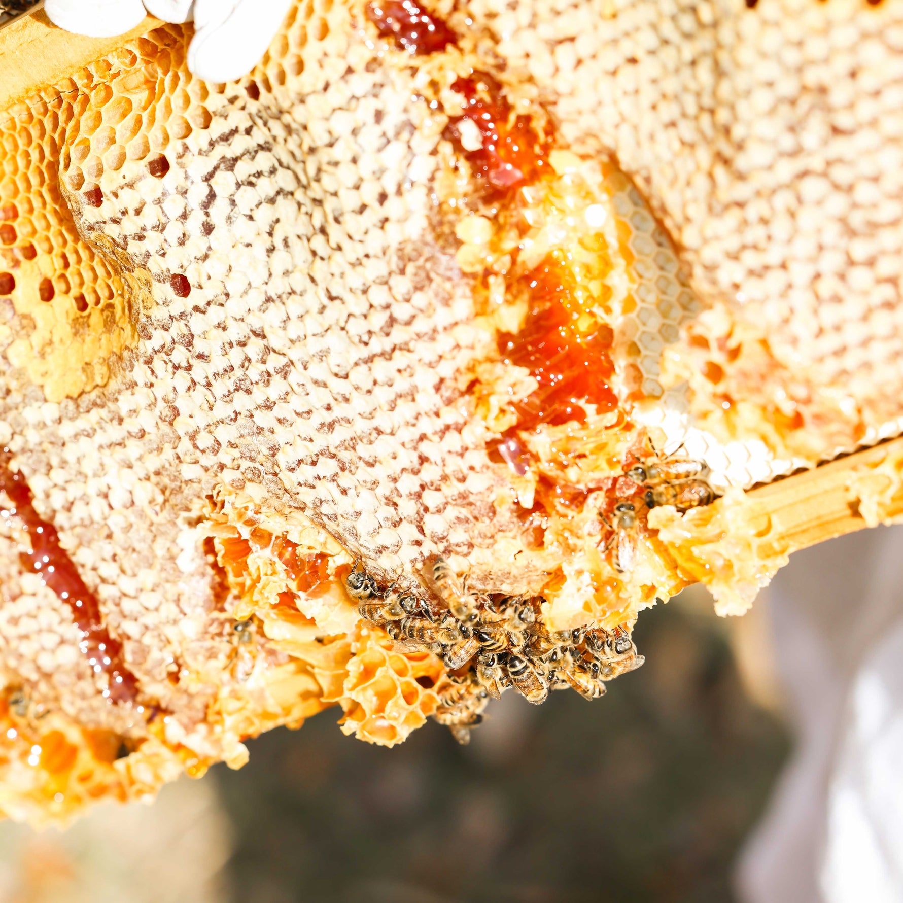 Close-up of honeycomb with bees on a blurred background