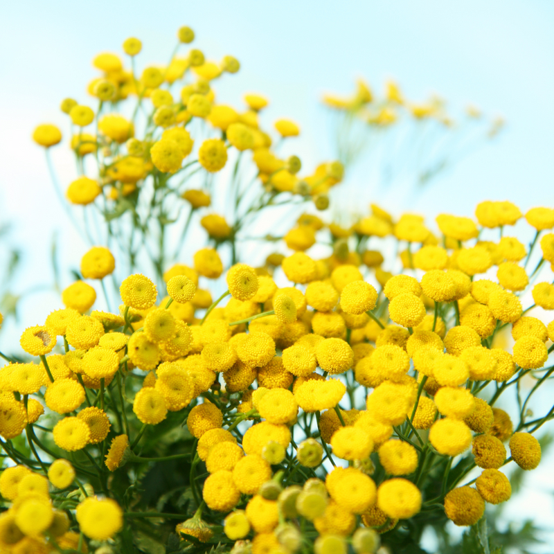 Blue Tansy Flower Oil