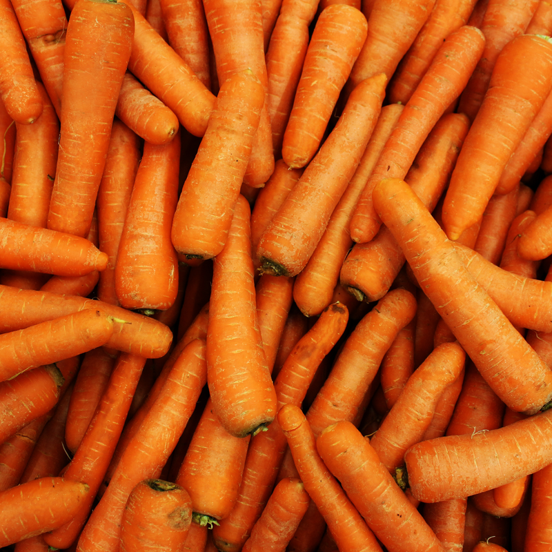 Carrot Seed Oil