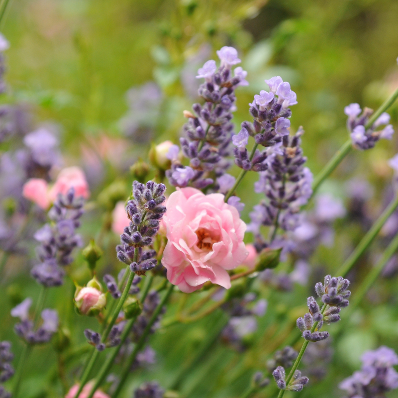 Palmarosa, Lavender, Geranium