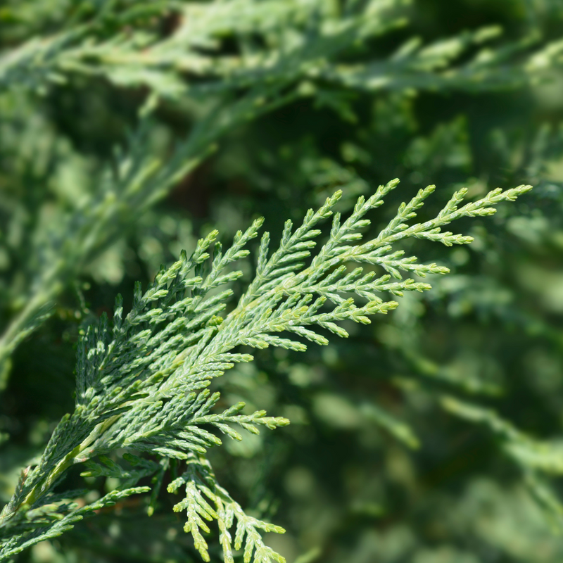 Lymph Loving Cypress Oil 