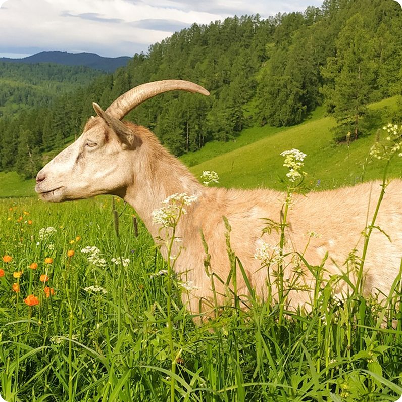 Goat Milk
