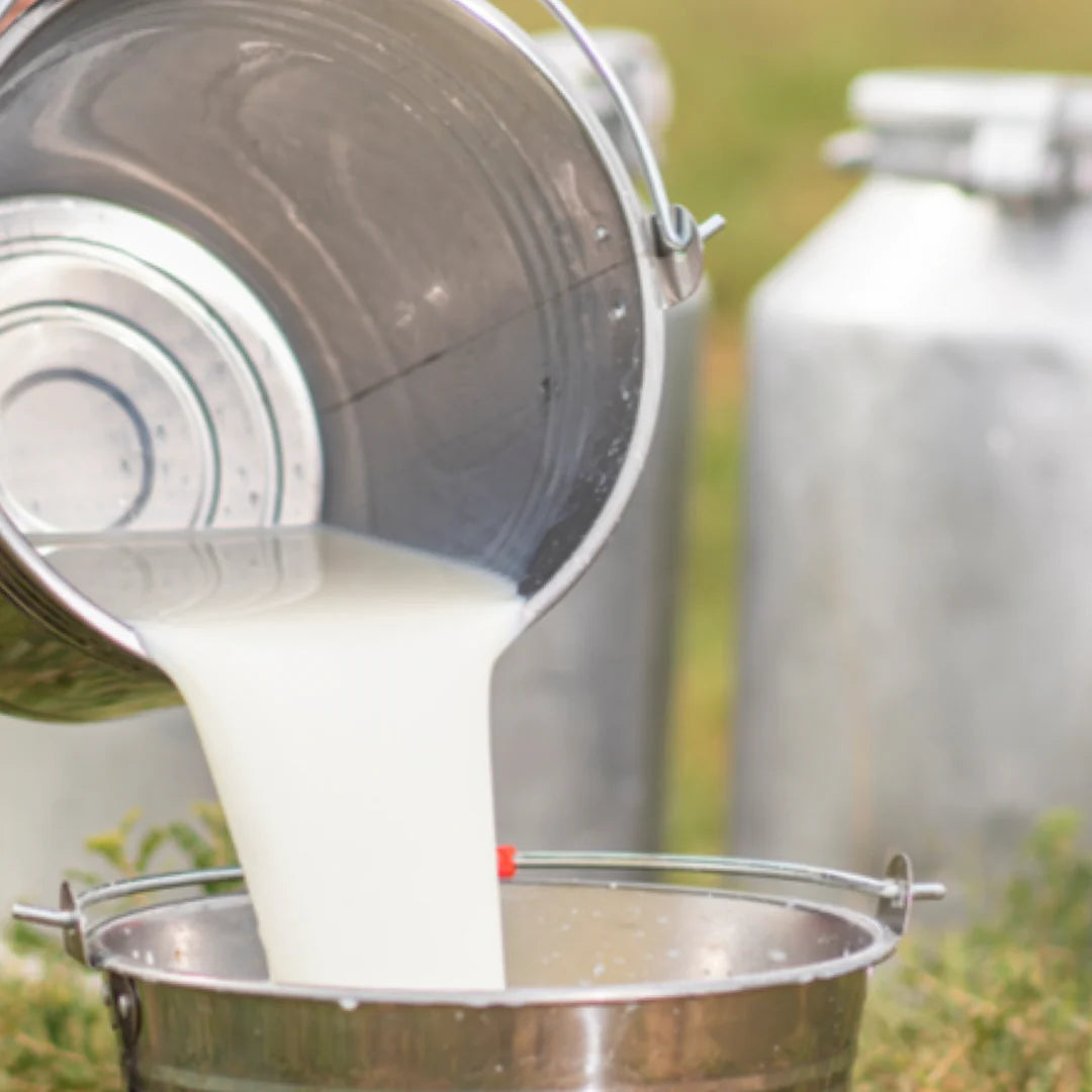 Goat milk being poured into a mixing bowl during the making of Milk + Honey Fragrance Free Handmade Tallow and Goat Milk Soap Bar