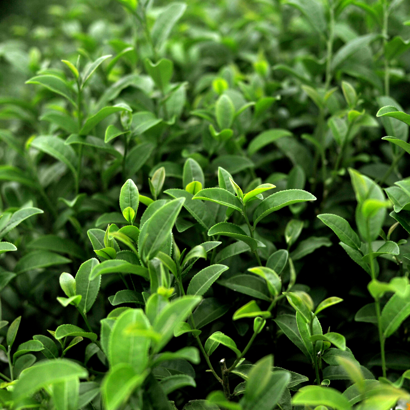 Green Tea Leaf Extract