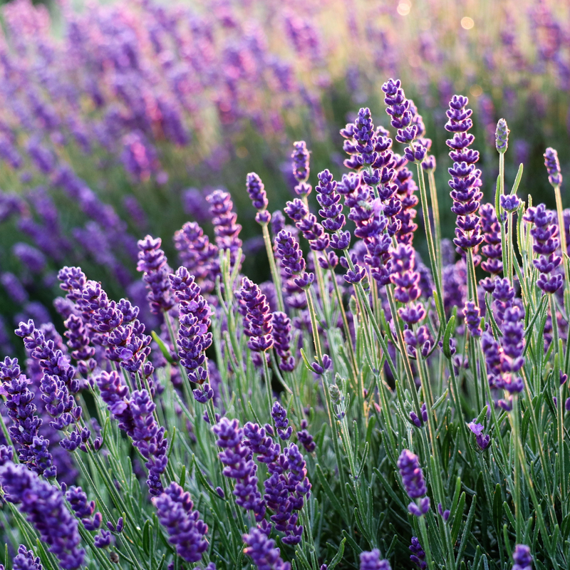 Lavender Essential Oil