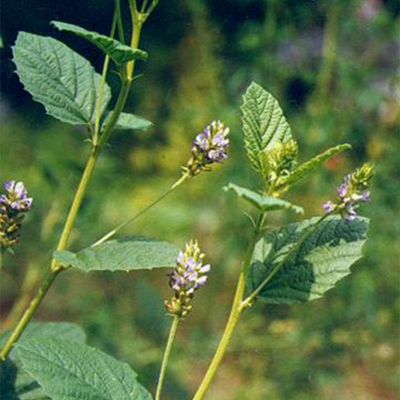 Bakuchiol Oil
