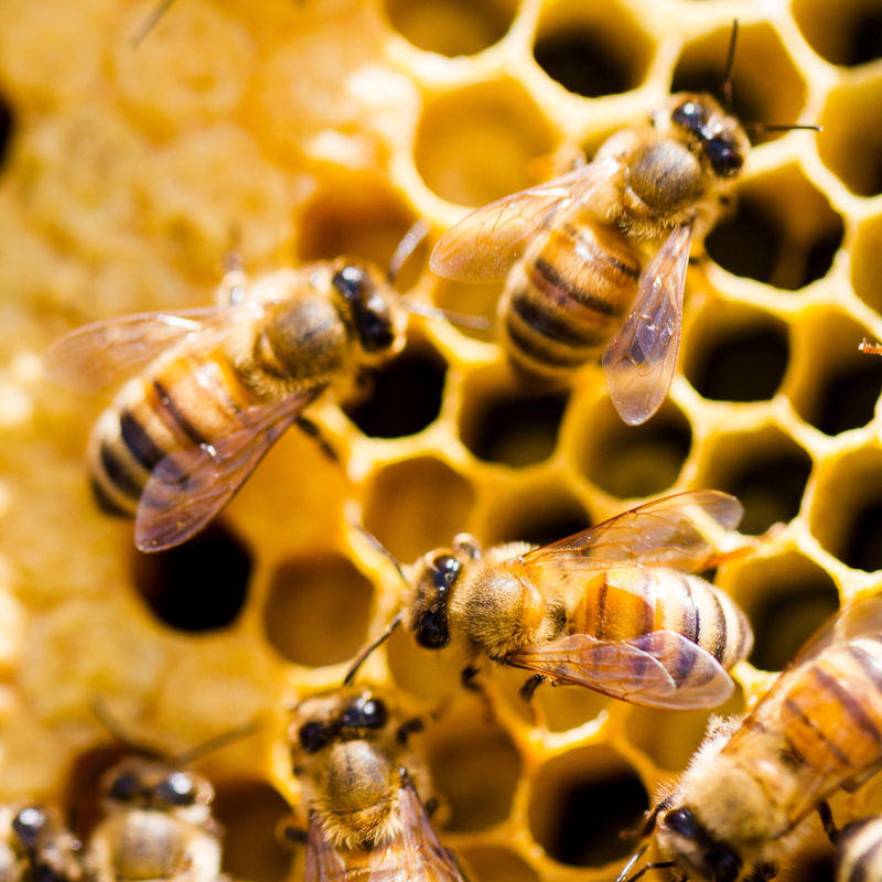 Beeswax