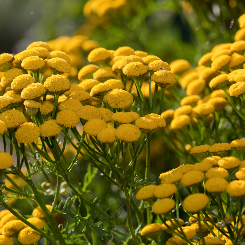 Blue Tansy Flower Oil