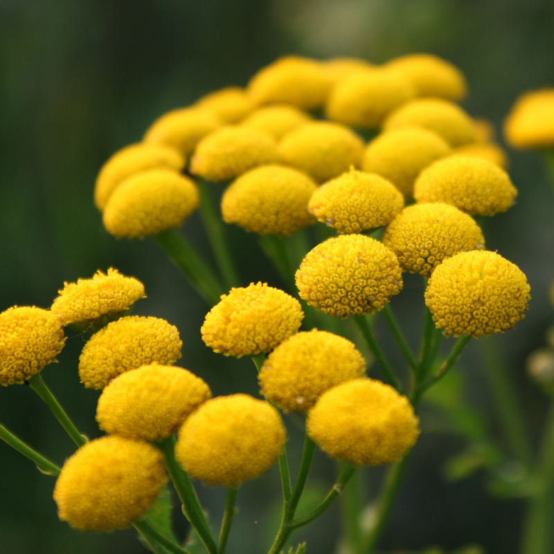 Blue Tansy Oil