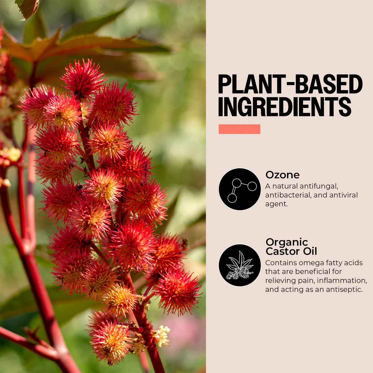 Red castor oil plant with text on plant-based ingredients and their benefits