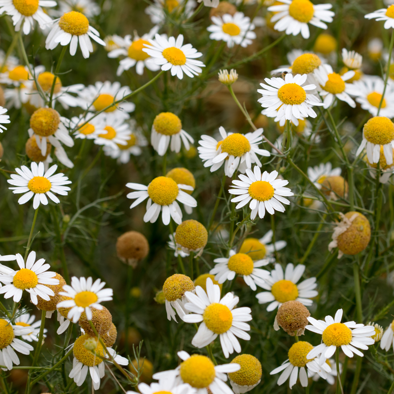 Chamomile