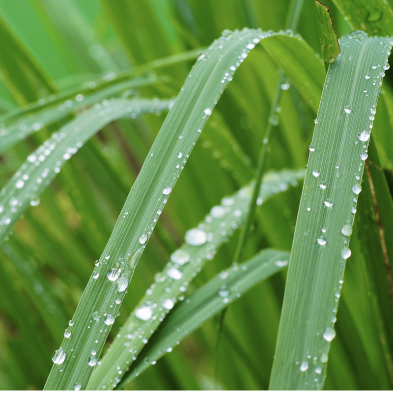 Lemongrass