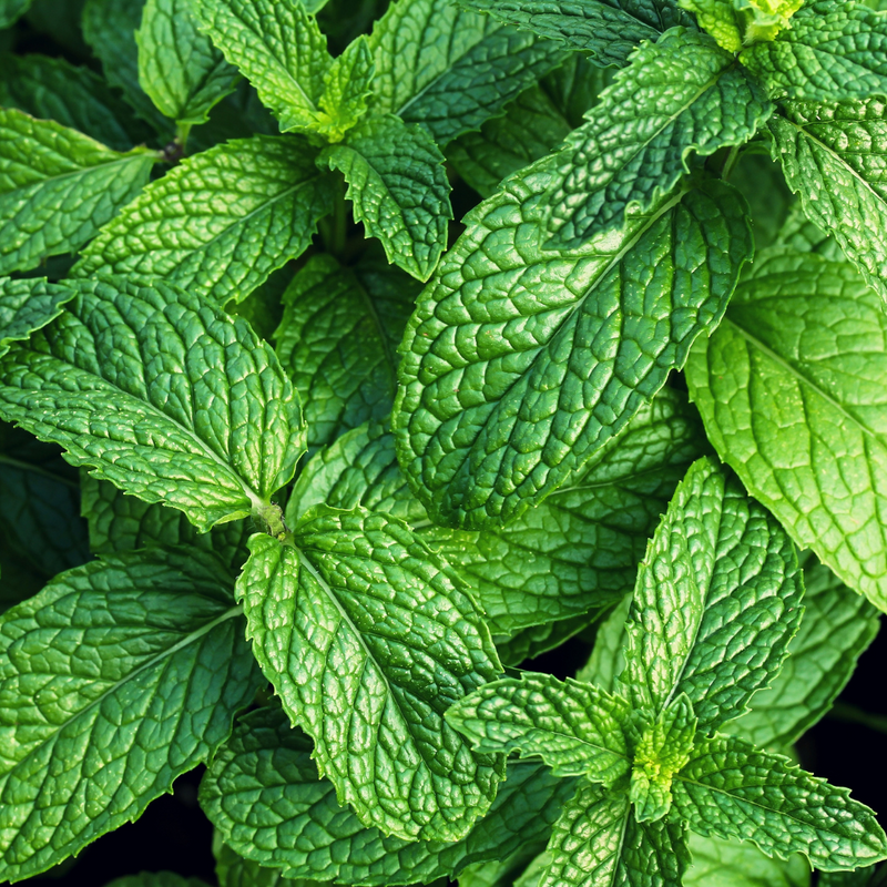Peppermint
