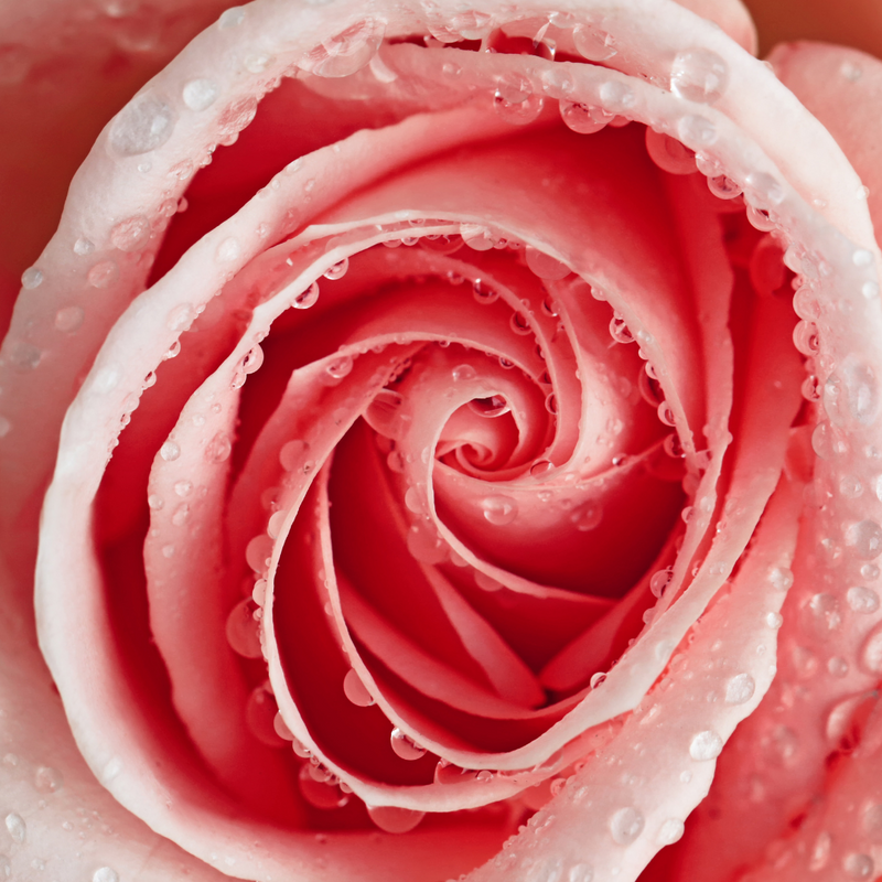 Antioxidant Rich