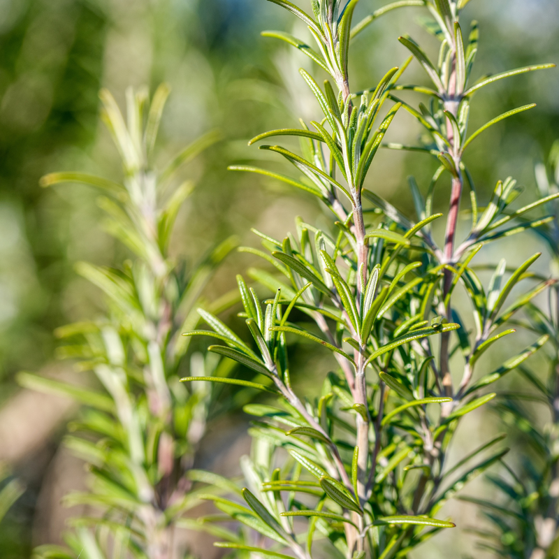 Rosemary Oil