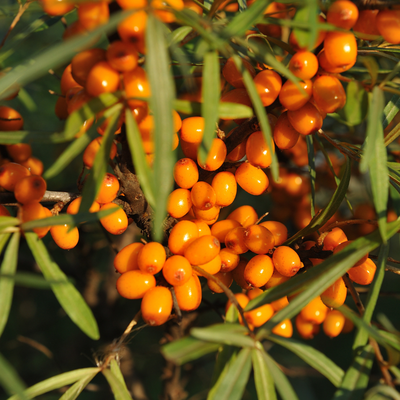 Seabuckthorn Fruit Oil