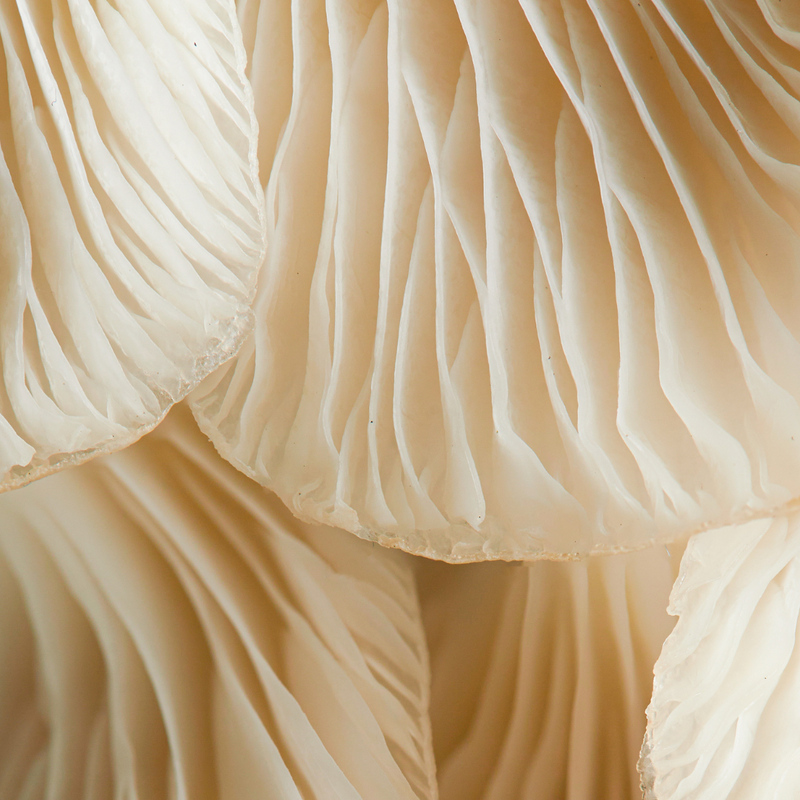 Snow Mushroom