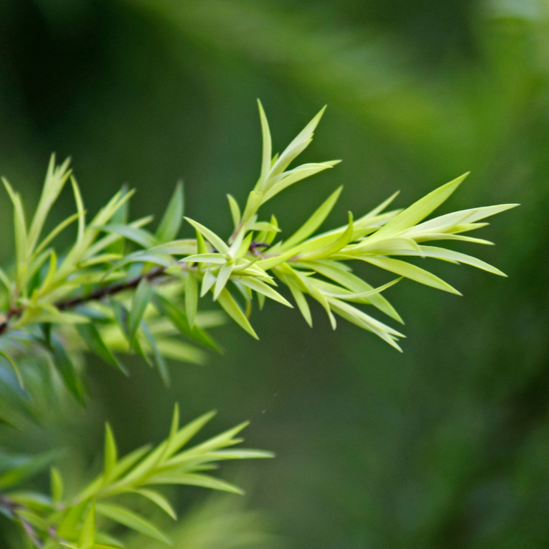 Lavender and Tea Tree
